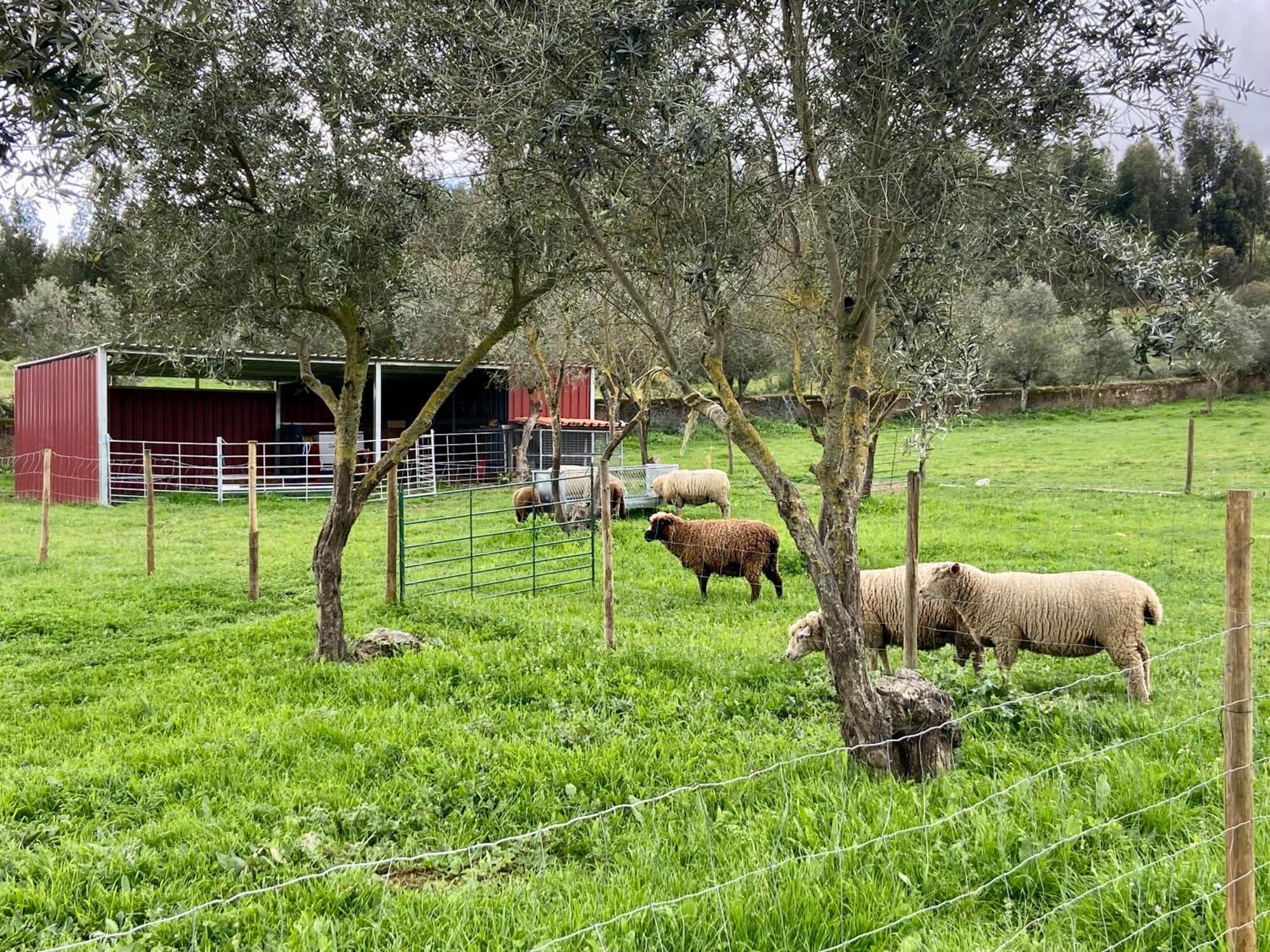 Pensjonat Quinta Alfaval Redondo Zewnętrze zdjęcie